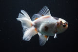 Thai Oranda  Tricolor 5 Inch (ID#1004R12c-123) Free2Day SHIPPING