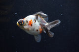 Butterfly  Calico 3.5 Inch (ID#328B8b-36) Free2Day SHIPPING