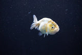 Baby Ranchu  Calico 2.5 Inch (ID#1108R9c-41) Free2Day SHIPPING