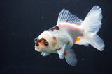 Thai Oranda  Tricolor 5 Inch (ID#1004R12c-123) Free2Day SHIPPING