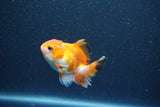 Baby Thai Oranda  Tricolor 3 Inch (ID#1011ToPTA-42) Free2Day SHIPPING