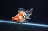 Butterfly  Calico 4 Inch (ID#228B8bHT6-44) Free2Day SHIPPING