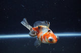 Butterfly  Calico 4 Inch (ID#228B8bHT6-44) Free2Day SHIPPING
