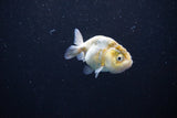 Baby Ranchu  Calico 2.5 Inch (ID#1108R9c-41) Free2Day SHIPPING