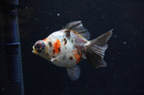 Butterfly  Calico 3.5 Inch (ID#328B8b-36) Free2Day SHIPPING