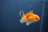 Baby Thai Oranda  Tricolor 3 Inch (ID#1011ToPTA-42) Free2Day SHIPPING