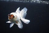 Thai Oranda  Tricolor 5 Inch (ID#1004R12c-123) Free2Day SHIPPING