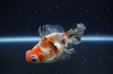 Butterfly  Calico 4 Inch (ID#228B8bHT6-44) Free2Day SHIPPING