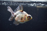Butterfly  Calico 3.5 Inch (ID#328B8b-36) Free2Day SHIPPING