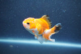 Baby Thai Oranda  Tricolor 3 Inch (ID#1011ToPTA-42) Free2Day SHIPPING