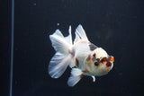 Thai Oranda  Tricolor 5 Inch (ID#1004R12c-123) Free2Day SHIPPING