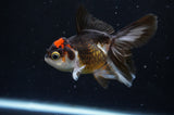 Juvenile Thai Oranda  Tricolor 4 Inch (ID#404T13b-57) Free2Day SHIPPING