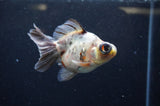 Butterfly  Calico 3.5 Inch (ID#328B8b-36) Free2Day SHIPPING