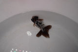 Butterfly  Calico 3.5 Inch (ID#1129B8b-50) Free2Day SHIPPING Please See Notes