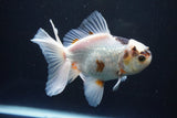 Thai Oranda  Tricolor 5 Inch (ID#1004R12c-123) Free2Day SHIPPING