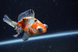 Butterfly  Calico 4 Inch (ID#228B8bHT6-44) Free2Day SHIPPING