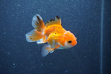 Baby Thai Oranda  Tricolor 3 Inch (ID#1011ToPTA-42) Free2Day SHIPPING