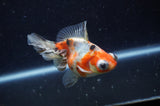 Butterfly  Calico 4 Inch (ID#228B8bHT6-44) Free2Day SHIPPING