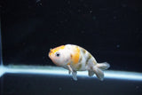 Baby Ranchu  Calico 3 Inch (ID#1108R9c-42) Free2Day SHIPPING