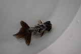 Butterfly  Calico 3.5 Inch (ID#1129B8b-50) Free2Day SHIPPING Please See Notes