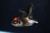 Juvenile Thai Oranda  Tricolor 4 Inch (ID#404T13b-57) Free2Day SHIPPING