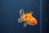 Baby Thai Oranda  Tricolor 3 Inch (ID#1011ToPTA-42) Free2Day SHIPPING