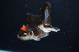 Juvenile Thai Oranda  Tricolor 4 Inch (ID#404T13b-57) Free2Day SHIPPING