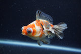 Butterfly  Calico 4 Inch (ID#228B8bHT6-44) Free2Day SHIPPING