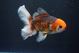 Thai Oranda  Tricolor 5 Inch (ID#1004R12c-124) Free2Day SHIPPING