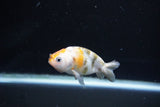 Baby Ranchu  Calico 3 Inch (ID#1108R9c-42) Free2Day SHIPPING