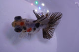 Butterfly  Calico 3.5 Inch (ID#328B8b-36) Free2Day SHIPPING