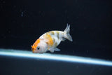 Baby Ranchu  Calico 3 Inch (ID#1108R9c-42) Free2Day SHIPPING