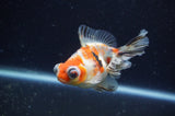 Butterfly  Calico 4 Inch (ID#228B8bHT6-44) Free2Day SHIPPING
