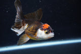Juvenile Thai Oranda  Tricolor 4 Inch (ID#404T13b-57) Free2Day SHIPPING