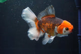 Thai Oranda  Tricolor 5 Inch (ID#1004R12c-124) Free2Day SHIPPING