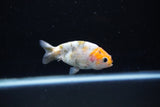 Baby Ranchu  Calico 3 Inch (ID#1108R9c-42) Free2Day SHIPPING