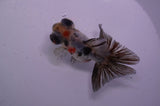Butterfly  Calico 3.5 Inch (ID#328B8b-36) Free2Day SHIPPING