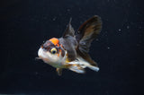 Juvenile Thai Oranda  Tricolor 4 Inch (ID#404T13b-57) Free2Day SHIPPING