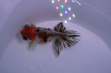 Butterfly  Calico 4 Inch (ID#228B8bHT6-44) Free2Day SHIPPING