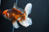 Thai Oranda  Tricolor 5 Inch (ID#1004R12c-124) Free2Day SHIPPING