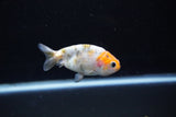 Baby Ranchu  Calico 3 Inch (ID#1108R9c-42) Free2Day SHIPPING