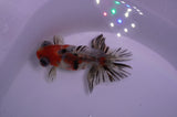 Butterfly  Calico 4 Inch (ID#228B8bHT6-44) Free2Day SHIPPING