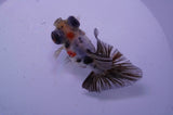 Butterfly  Calico 3.5 Inch (ID#328B8b-36) Free2Day SHIPPING