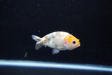 Baby Ranchu  Calico 3 Inch (ID#1108R9c-42) Free2Day SHIPPING