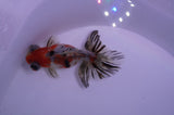 Butterfly  Calico 4 Inch (ID#228B8bHT6-44) Free2Day SHIPPING