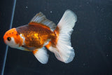 Thai Oranda  Tricolor 5 Inch (ID#1004R12c-124) Free2Day SHIPPING