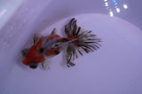 Butterfly  Calico 4 Inch (ID#228B8bHT6-44) Free2Day SHIPPING