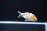 Baby Ranchu  Calico 3 Inch (ID#1108R9c-42) Free2Day SHIPPING