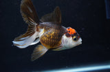 Juvenile Thai Oranda  Tricolor 4 Inch (ID#404T13b-57) Free2Day SHIPPING