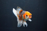 Thai Oranda  Tricolor 5 Inch (ID#1004R12c-124) Free2Day SHIPPING